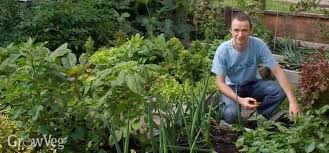 how to plan a vegetable garden a step