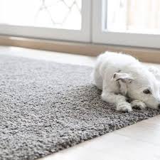 carpet cleaning near newmarket nh