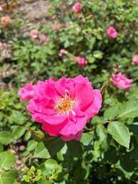 rose types and cultivars horticulture