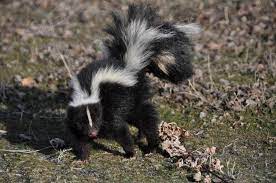 3 home remes for skunk removal