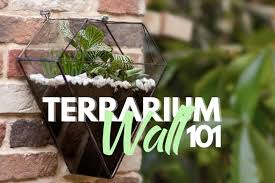Terrarium Wall 101 Soaring Vivariums