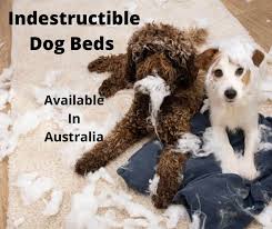 8 Best Indestructible Dog Bed Options