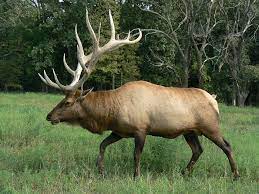 elk behavior history and other facts