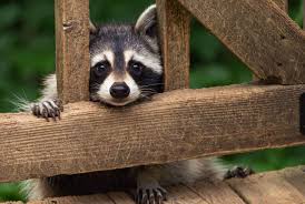 Soak a rag in apple cider vinegar or ammonia and place it in a plastic trash bag. Raccoons Protect Your Pet And His Food Feed Him Indoors