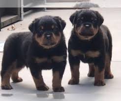 Rottweiler dog breed information, pictures, care, temperament, health, puppies, breed history. German Rottweiler Puppies For Sale In Nc L2sanpiero