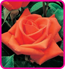 Rosai grandi fiori rifiorenti - Vivai Lanari