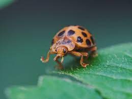 What S This Bug The Asian Lady Beetle