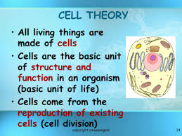 cell structure and function flashcards