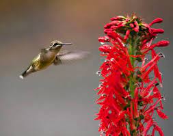 Hummingbird Gardens Gardening