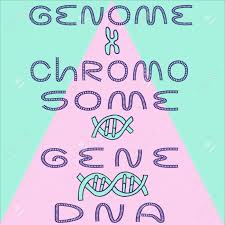 Level Chart Of Dna Gene Chromosome And Genome Fine For Medical