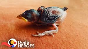 Pages liked by this page. 1 Day Old Sparrow Makes His Rescuer Fill Her House With Baby Birds The Dodo Heroes Youtube