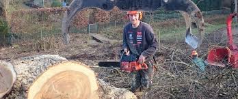 Beratung und hilfe zur verbesserung ihres bodens. Baumpflege Und Baumfallung In Lubeck Landree Gartenbau