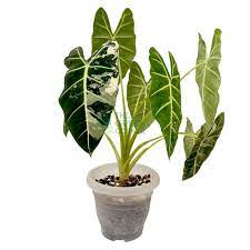 house plants air purifying indoor