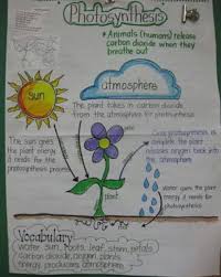 Chart Preparation Of Photosynthesis Brainly In