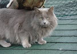 As of may 1, 1997, the nebelung was. Nebelung Cats Breed Profile And Facts