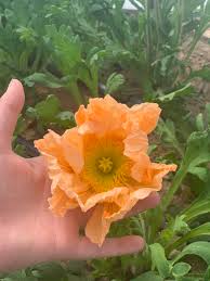 While poppies are simple to grow from seed indoors, they do not transplant well. Iceland Poppies Sierra Flower Farm