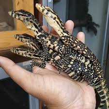 Hasil gambar untuk varanus sumbawa