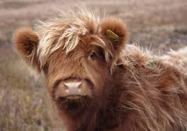 scottish highland cows adorable