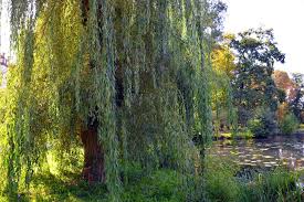 Willow Tree Willow Trees For