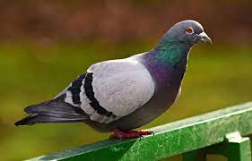 Pourquoi les pigeons roux ne savent pas nager ? - Énigme Humour Images?q=tbn:ANd9GcTY8gc3XsGosDMGbShHm4mJWq-vYzKiM0HZZ6TShghcOoaHFmYjtByGvP_O7iLismNyWSo&usqp=CAU