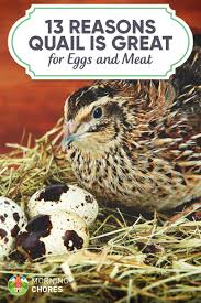 So if you've never really considered raising quail then this post is definitely for you. 13 Legitimate Reasons To Start Raising Quail In Your Urban Homestead