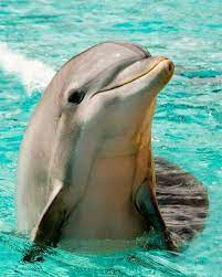 skin care routine for dolphin skin