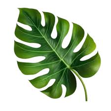 green leaf png transpa images free