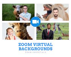 ❤ get the best funny animal backgrounds on wallpaperset. Zoom Virtual Background Funny Animals Funny Animals Virtual Greenscreen