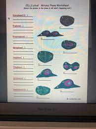 This will produce __ 4 ___ daughter cells, each with __ 10 ____ chromosomes. Cells Alive Meiosis Phase Worksheet Answers Nidecmege