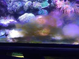 the reef and r aquarium