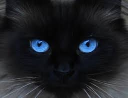 Image result for blue eyes cat