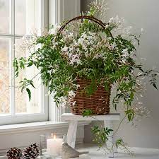 jasmine in gvine basket white