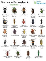 types of beetles in pennsylvania with