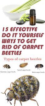 protect your home from carpet beetles