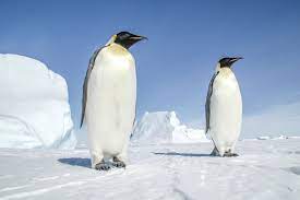 44 Facts About the Emperor Penguin