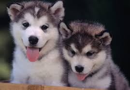 21 pictures of huskies just because they're gorgeous dogs. Husky Puppies Wallpapers Top Free Husky Puppies Backgrounds Wallpaperaccess
