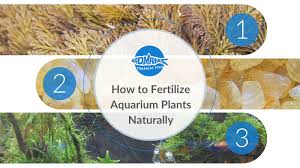 fertilize aquarium plants naturally