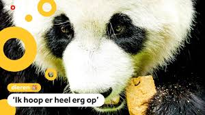 Check this player last stats: Panda In Nederland Waarschijnlijk Zwanger Youtube