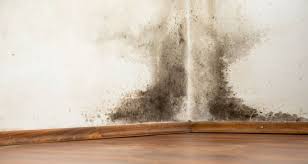 Removing Mould Cost Guide How Much Is