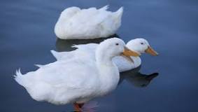 why-do-ducks-swim-in-a-circle
