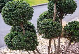 11 best topiary plants to grow