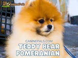 teddy bear pomeranian canine pals