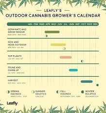Growing Calendar For Outdoor Cannabis Leafly