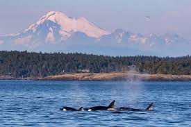 Taking the ferry to san juan island, orcas island or lopez island is half the fun. Take Your Family To Learn About And See Orcas Parentmap