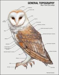 We have delivered over 6 million discreet and confidential hi i am curious about what the meaning is of seeing an owl. Pin On Owls