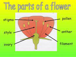 Female plants are capable of producing seeds and fruits while male flowers are not. Parts Of A Flower Presentation