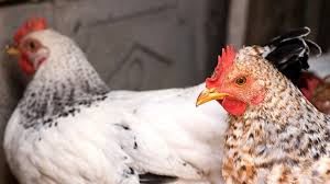 Les conflits entre poules : causes et solutions