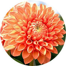 Maybe you would like to learn more about one of these? 27 Types Of Orange Flowers Proflowers Blog