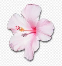 The original images i don't belong. Flower With Shadow By Pink And White Hibiscus Flower Hd Png Download Vhv