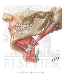 floor of mouth lateral slightly